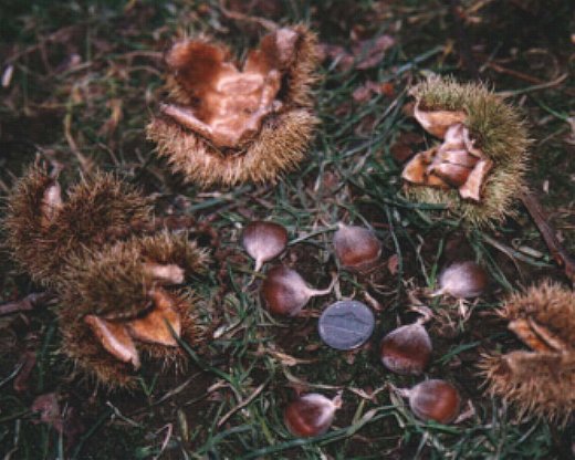 Chestnut seedlings