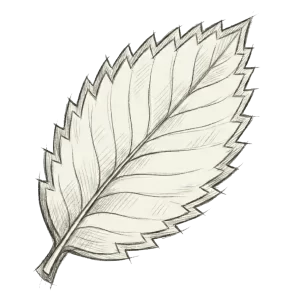American Chestnut Leaf hand sketched